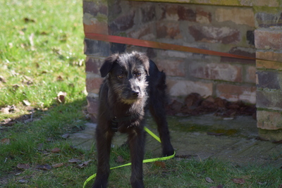 Hopper, Mischling Welpen - Hündin