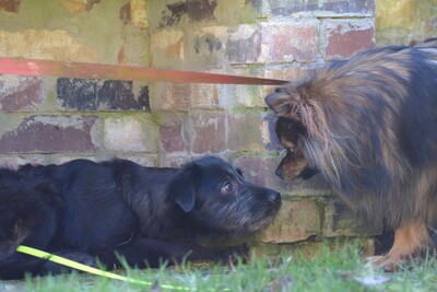 Hopper, Mischling Welpen - Hündin