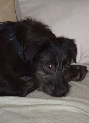 Hopper, Mischling Welpen - Hündin