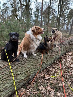 Hopper, Mischling Welpen - Hündin