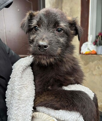 Hopper, Mischling Welpen - Rüde