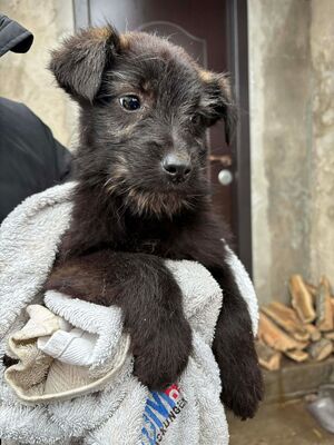 Hopper, Mischling Welpen - Rüde