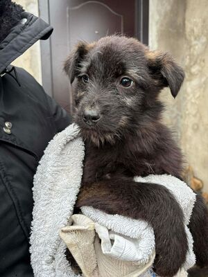 Hopper, Mischling Welpen - Rüde