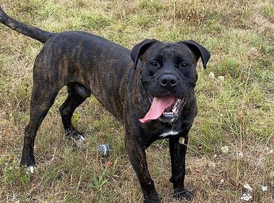 Houdini Cane Corso Rüde sucht ein Zuhause, Cane Corso - Rüde 1