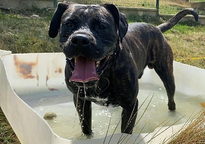 Houdini Cane Corso Rüde sucht ein Zuhause, Cane Corso - Rüde