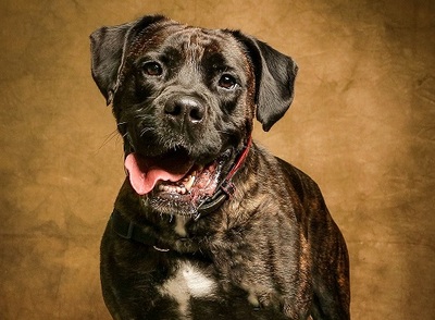 Houdini Cane Corso Rüde sucht ein Zuhause, Cane Corso - Rüde