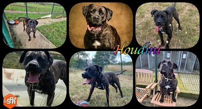 Houdini Cane Corso Rüde sucht ein Zuhause, Cane Corso - Rüde