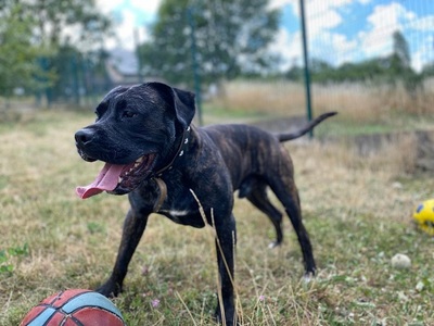 Houdini Cane Corso Rüde sucht ein Zuhause, Cane Corso - Rüde