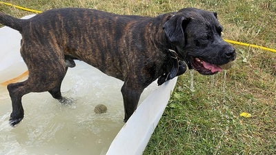 Houdini Cane Corso Rüde sucht ein Zuhause, Cane Corso - Rüde