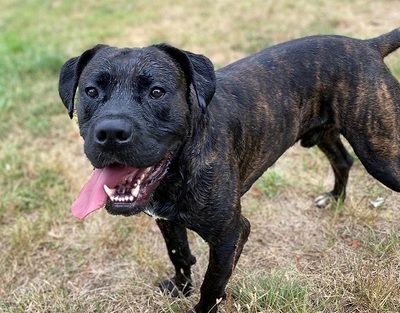 Houdini Cane Corso Rüde sucht ein Zuhause, Dogo Argentino - Rüde