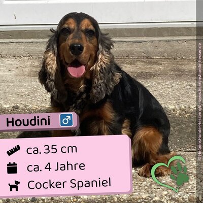 😍 Houdini HU Cocker Spaniel Rüde ca. 4 Jahre - nett und sozial, Cocker Spaniel Rüde - Rüde