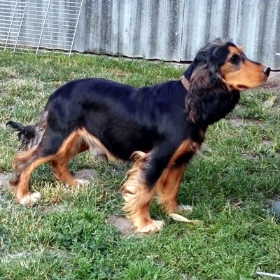 😍 Houdini HU Cocker Spaniel Rüde ca. 4 Jahre - nett und sozial, Cocker Spaniel Rüde - Rüde