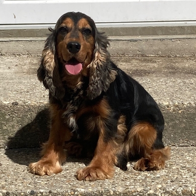 😍 Houdini HU Cocker Spaniel Rüde ca. 4 Jahre - nett und sozial, Cocker Spaniel Rüde - Rüde