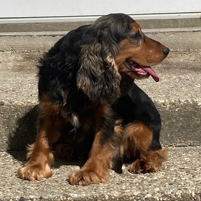 😍 Houdini HU Cocker Spaniel Rüde ca. 4 Jahre - nett und sozial, Cocker Spaniel Rüde - Rüde