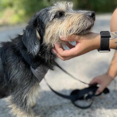 🐶Houdini süßer kleiner Wuschelmischlingsrüde sucht ein tolles Zuhause bei lieben Tierfreunden 💥, Mischling - Rüde