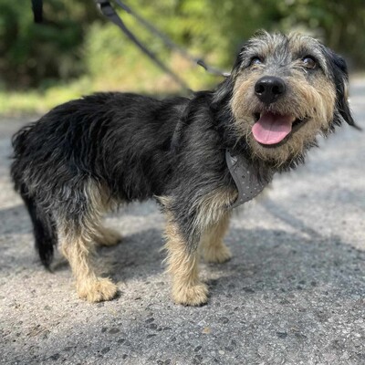 🐶Houdini süßer kleiner Wuschelmischlingsrüde sucht ein tolles Zuhause bei lieben Tierfreunden 💥, Mischling - Rüde