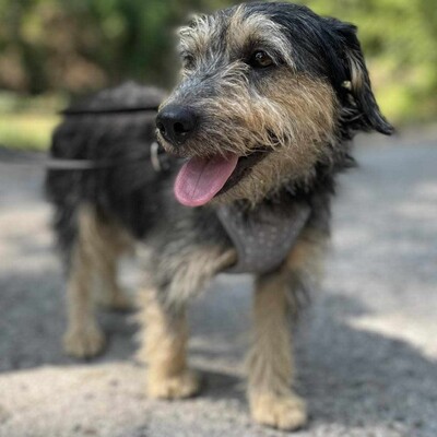 🐶Houdini süßer kleiner Wuschelmischlingsrüde sucht ein tolles Zuhause bei lieben Tierfreunden 💥, Mischling - Rüde