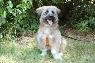 Hubsi, Mischling - Rüde