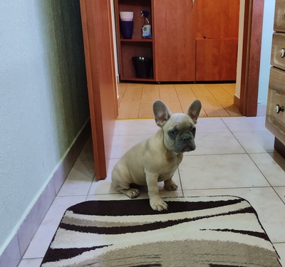 Hündin, Französische Bulldogge Welpen - Hündin