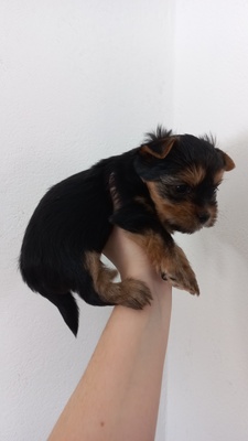 Hündin, Yorkshire Terrier Welpen - Hündin