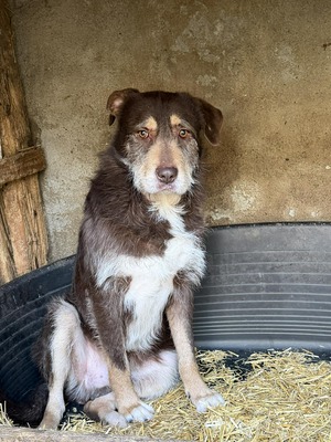 Hugo, Mischling - Rüde