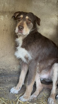 Hugo, Mischling - Rüde