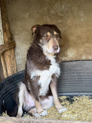 Hugo, Mischling - Rüde