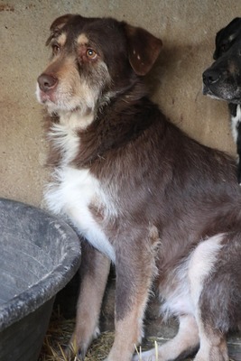 Hugo, Mischling - Rüde