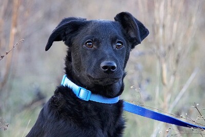 Hugo, Mischling Welpen - Rüde