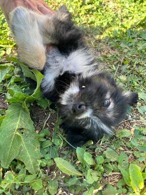 Hugo ist ein verschmuster kleiner Wuschelbub, Mischling Welpen - Rüde