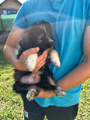 Hugo ist ein verschmuster kleiner Wuschelbub, Mischling Welpen - Rüde