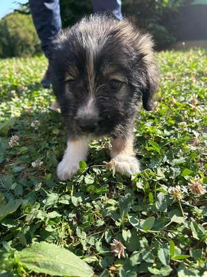 Hugo ist ein verschmuster kleiner Wuschelbub, Mischling Welpen - Rüde
