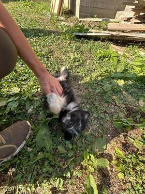 Hugo ist ein verschmuster kleiner Wuschelbub, Mischling Welpen - Rüde