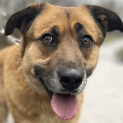 💥Hugo ist sehr freundlich, lieb und anhänglich, läuft bereits perfekt an der Leine und ist sehr lernfähig💥, Mischling - Rüde