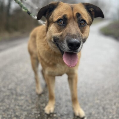 💥Hugo ist sehr freundlich, lieb und anhänglich, läuft bereits perfekt an der Leine und ist sehr lernfähig💥, Mischling - Rüde