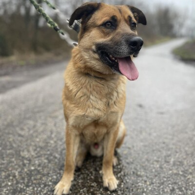 💥Hugo ist sehr freundlich, lieb und anhänglich, läuft bereits perfekt an der Leine und ist sehr lernfähig💥, Mischling - Rüde