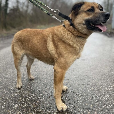 💥Hugo ist sehr freundlich, lieb und anhänglich, läuft bereits perfekt an der Leine und ist sehr lernfähig💥, Mischling - Rüde