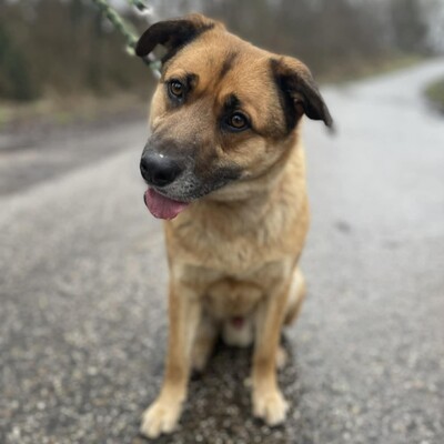 💥Hugo ist sehr freundlich, lieb und anhänglich, läuft bereits perfekt an der Leine und ist sehr lernfähig💥, Mischling - Rüde