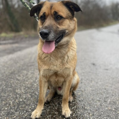 💥Hugo ist sehr freundlich, lieb und anhänglich, läuft bereits perfekt an der Leine und ist sehr lernfähig💥, Mischling - Rüde