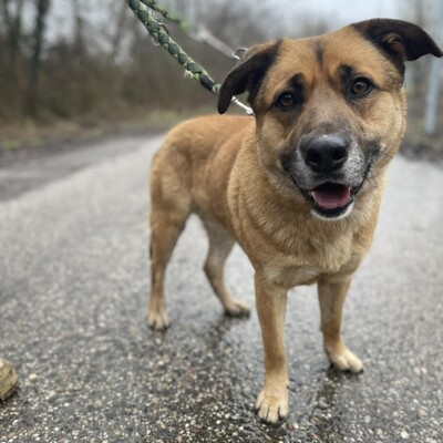 💥Hugo ist sehr freundlich, lieb und anhänglich, läuft bereits perfekt an der Leine und ist sehr lernfähig💥, Mischling - Rüde