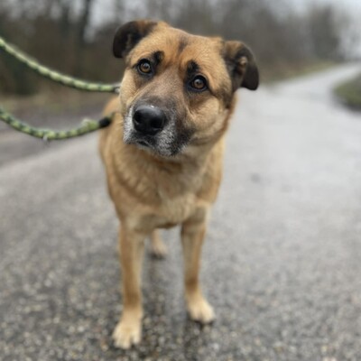 💥Hugo ist sehr freundlich, lieb und anhänglich, läuft bereits perfekt an der Leine und ist sehr lernfähig💥, Mischling - Rüde