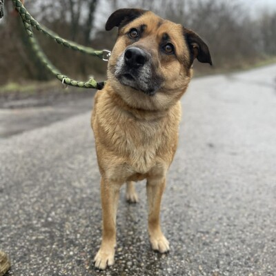 💥Hugo ist sehr freundlich, lieb und anhänglich, läuft bereits perfekt an der Leine und ist sehr lernfähig💥, Mischling - Rüde