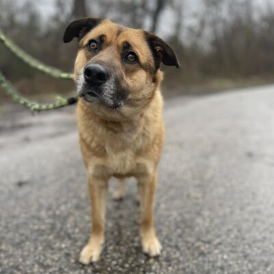 💥Hugo ist sehr freundlich, lieb und anhänglich, läuft bereits perfekt an der Leine und ist sehr lernfähig💥, Mischling - Rüde