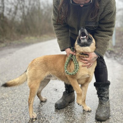 💥Hugo ist sehr freundlich, lieb und anhänglich, läuft bereits perfekt an der Leine und ist sehr lernfähig💥, Mischling - Rüde