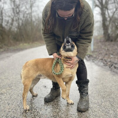 💥Hugo ist sehr freundlich, lieb und anhänglich, läuft bereits perfekt an der Leine und ist sehr lernfähig💥, Mischling - Rüde