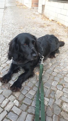 Hulio, Cocker Spaniel - Rüde