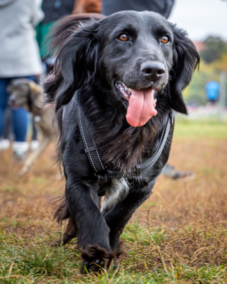 Hulio, Cocker Spaniel - Rüde