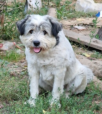 Hummel, Mix - Hündin