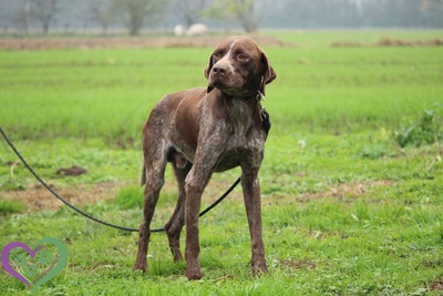 Hunter, Mischling - Rüde