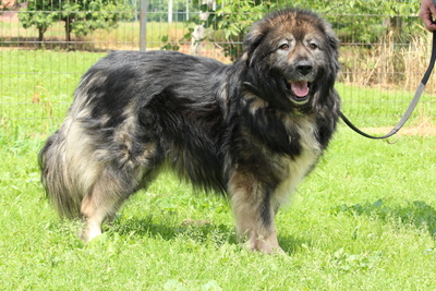 Huskia, Mischling - Hündin